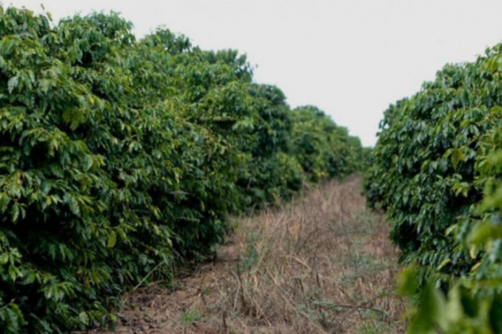 Com começo da safra, furtos de café elevam alerta no campo com-inicio-da-safra,-furtos-de-cafe-elevam-alerta-no-campo